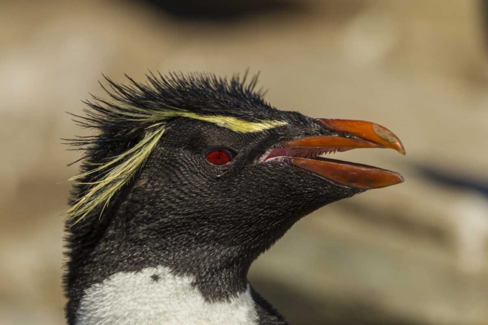 Saunders Island Rockhopper penguin portrait